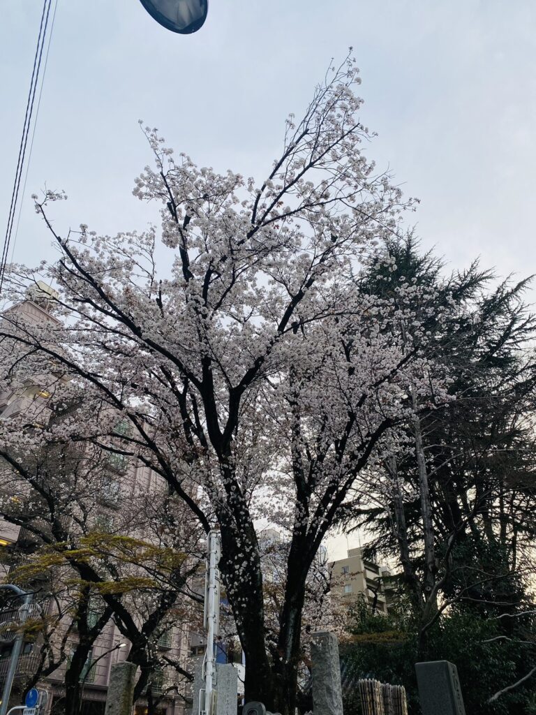 櫻花照：日本空服面試錄取心路歷程